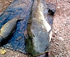 Siluro