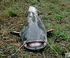 Siluro
