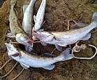 Lucioperca